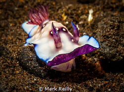 tulamben nudibranch by Mark Reilly 
